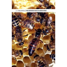 The Introduction of Queen Bees