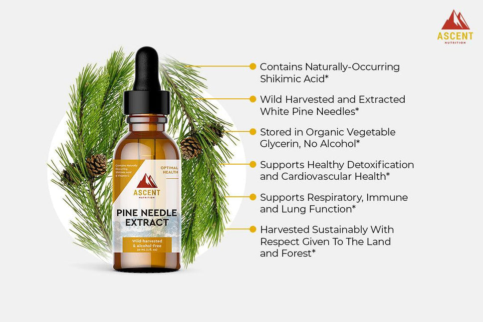 Pine Needle Extract by Ascent Nutrition - Vysn
